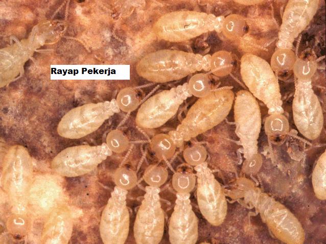 rayap pekerja